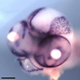 Image for article titled A Drug That Causes One Animal's Brain To Transform Into Another